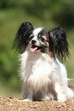 EPAGNEUL PAPILLON 169